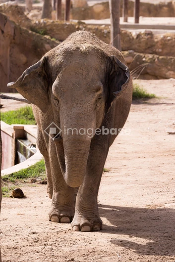 Elephant in a Zoo