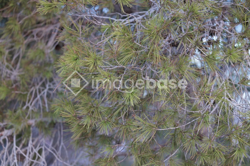 Pine Tree Foliage