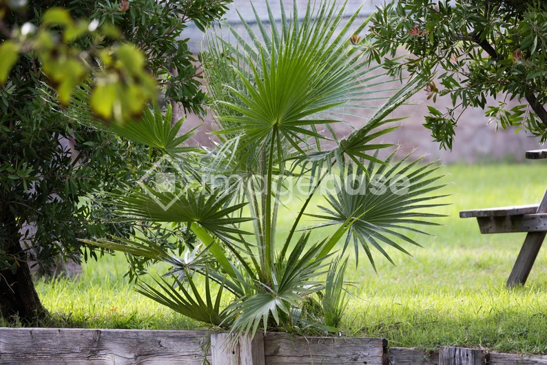 Lush Greenery by a Wooden Bench