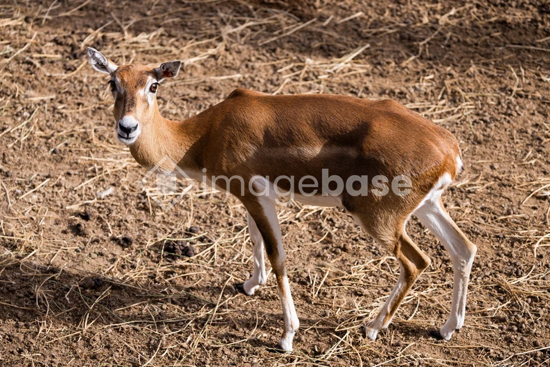 Grazing Deer in Natural Habitat
