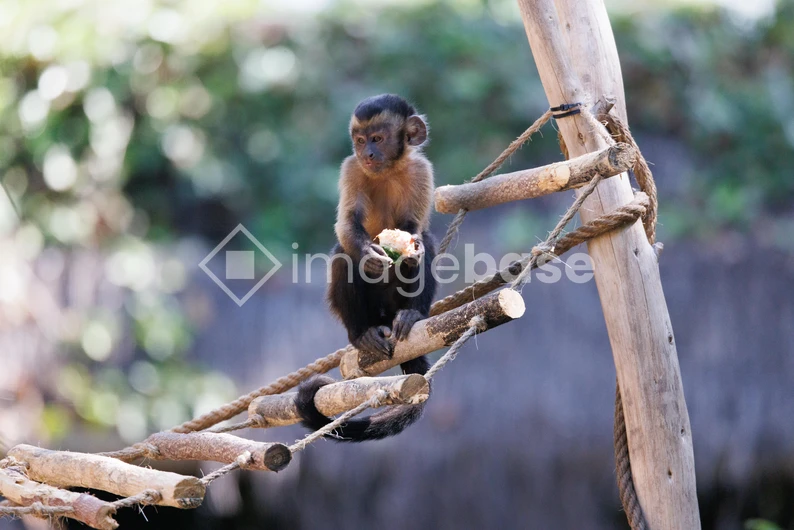 Curious Monkey on a Rope Bridge