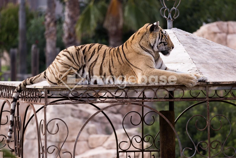 Tiger Resting on Structure