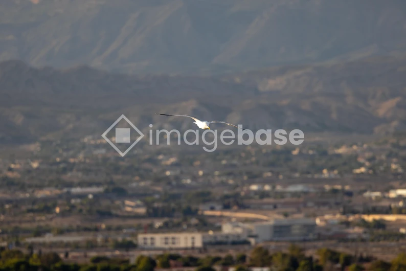 Bird in Mountain Valley