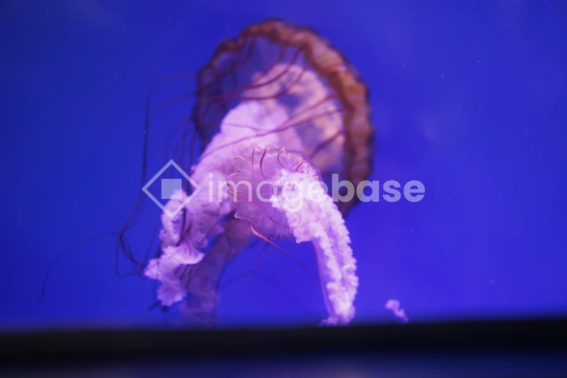 Graceful Jellyfish in Blue Waters