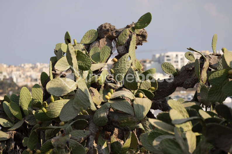 Cactus in Urban Landscape
