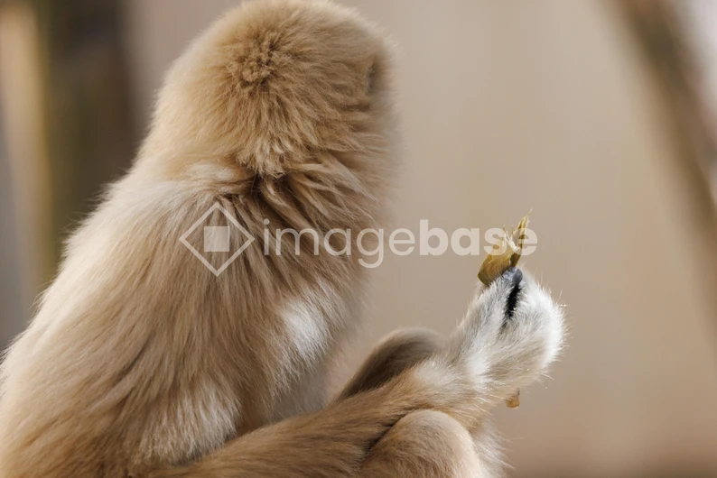 Gibbon Eating Leaf