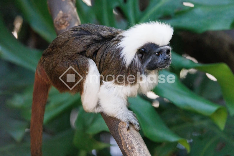 Tamarin on a Branch