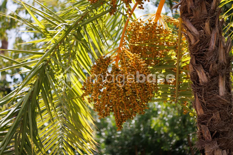 Palm Tree with Dates