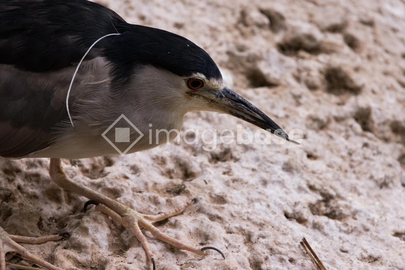 Close-up of a Heron