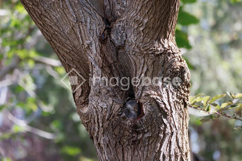 Textured Tree Bark