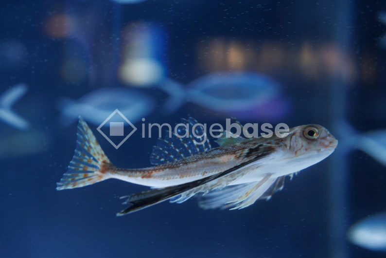 Underwater Fish in Aquarium