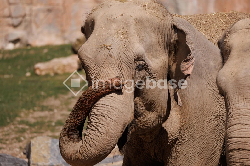 Elephant in Natural Habitat