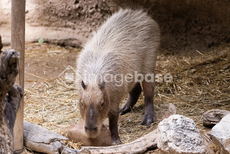 Capybara in Natural Habitat