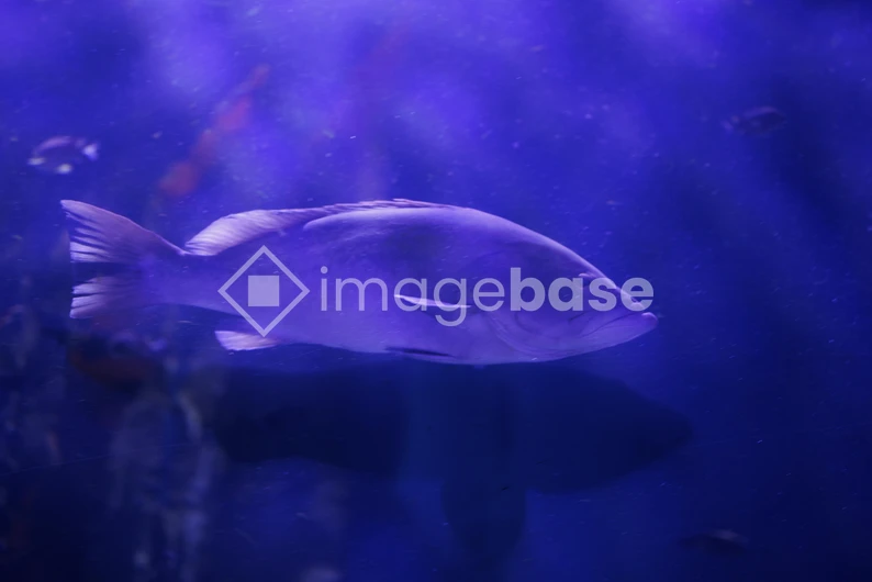 Serene Underwater Scene