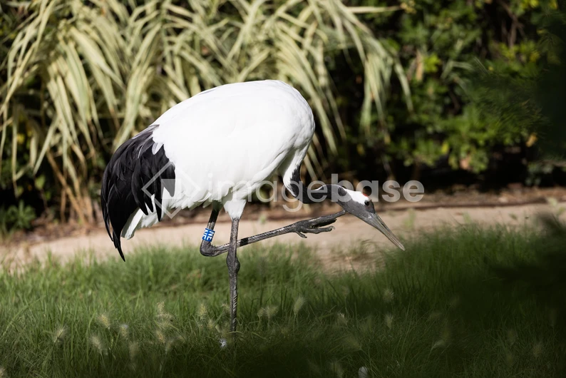 Graceful Crane in Nature