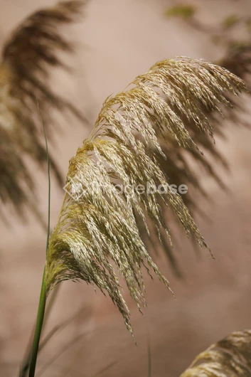 Golden Wild Grass