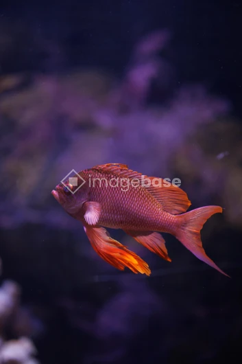 Vibrant Aquatic Life