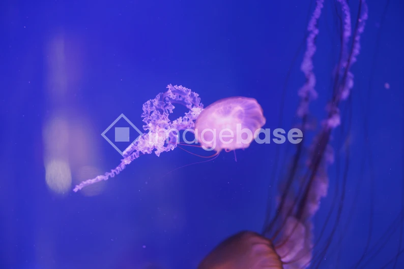 Graceful Jellyfish in Blue Waters