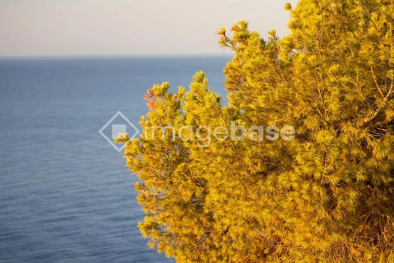 Coastal Pine at Sunset