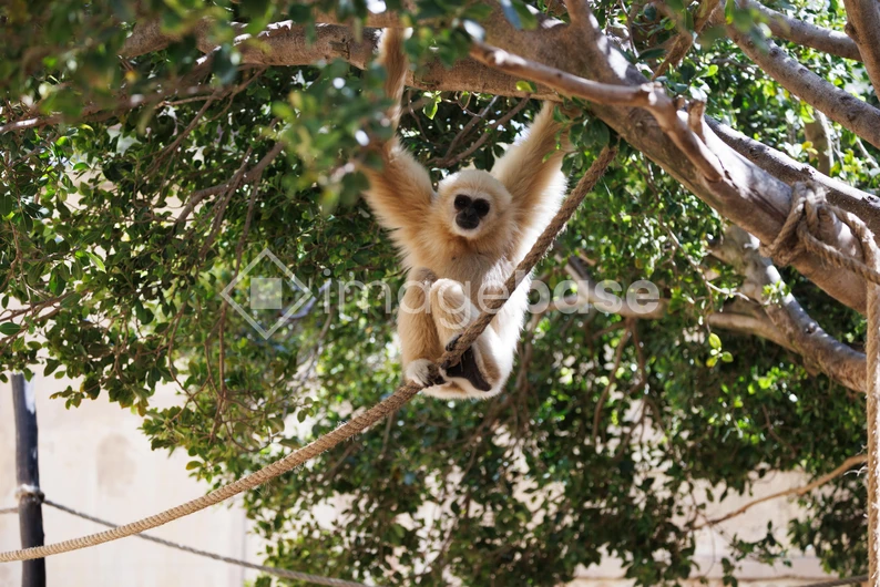 Gibbon in a Tree