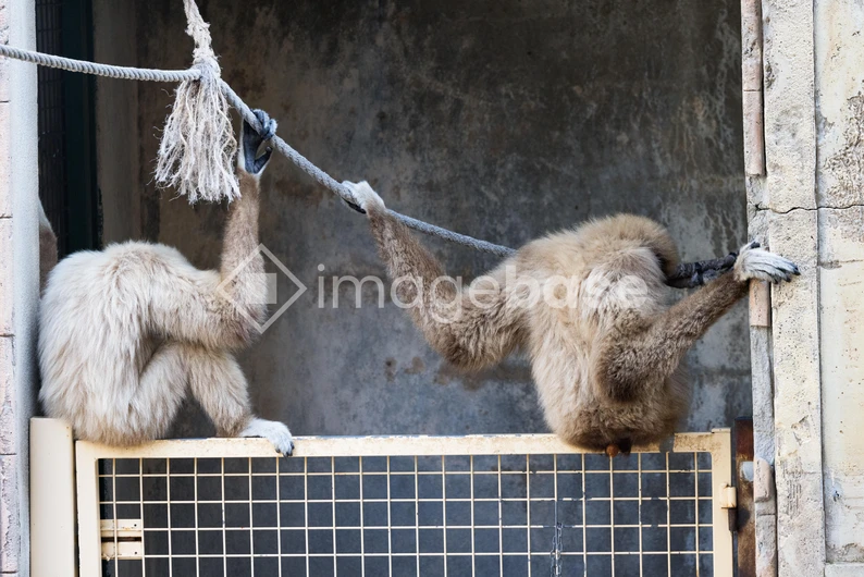 Gibbons at the Zoo