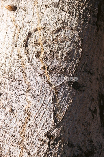 Carved Heart on Tree Bark