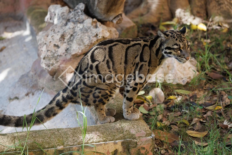 Clouded Leopard in Natural Habitat