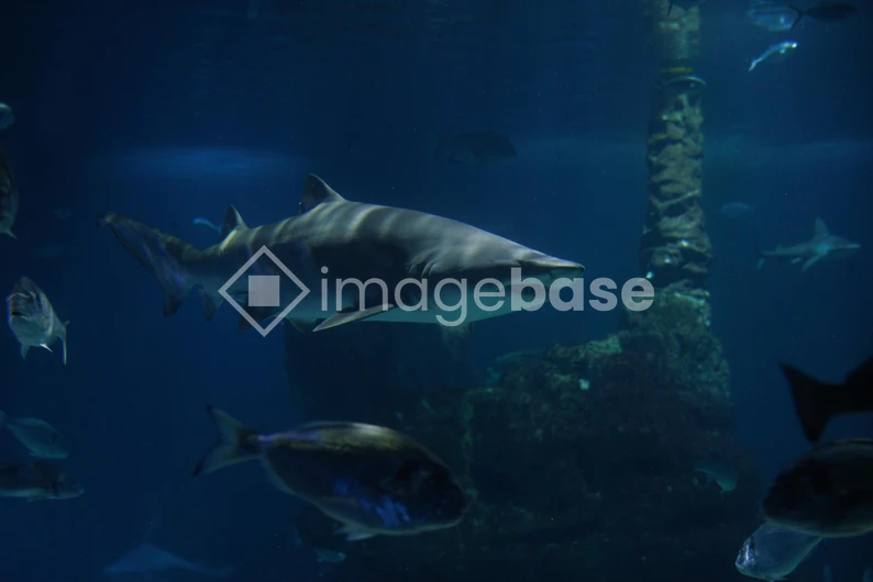 Shark Underwater