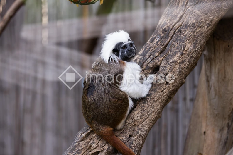 Cotton-top Tamarin on a Tree