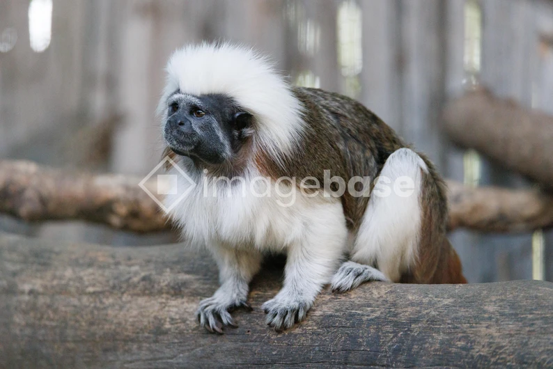 Cotton-Top Tamarin on a Log