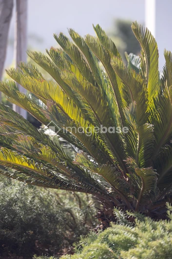 Lush Greenery in Sunlight