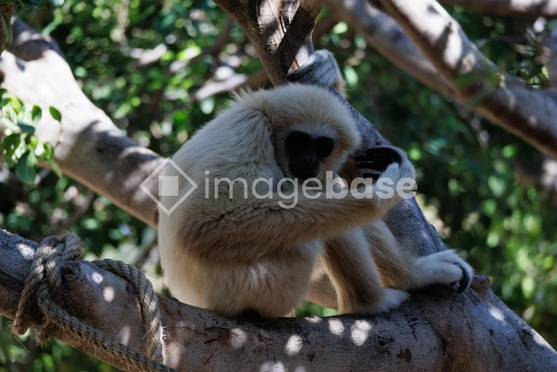 Resting Gibbon in the Trees