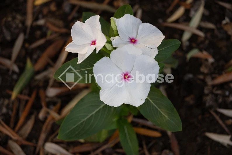White Flowers with Pink Centers
