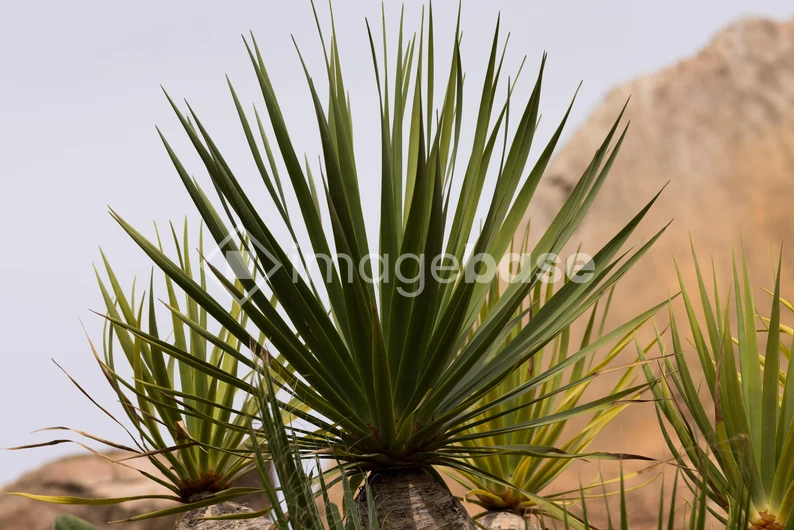 Desert Plant with Sharp Leaves