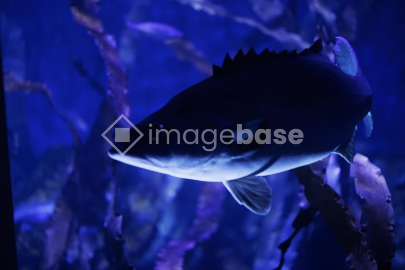 Underwater Fish Silhouette