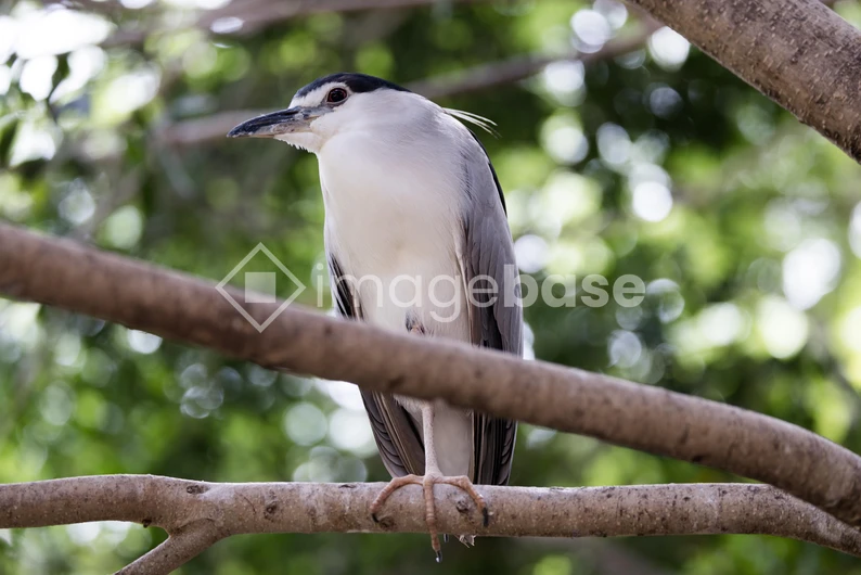 Heron on a Tree Branch