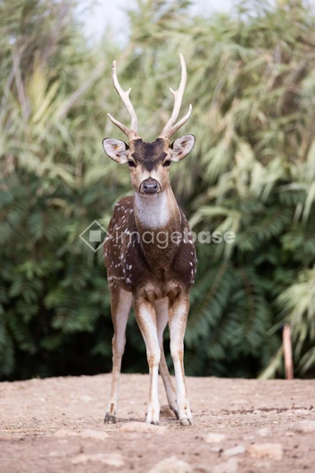 Graceful Deer in the Wild