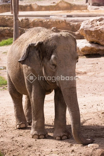 Elephant in Natural Habitat