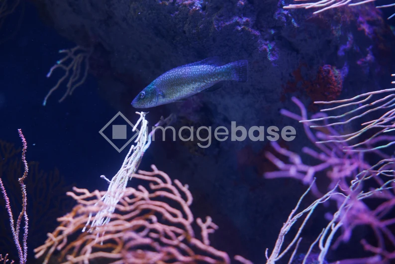 Underwater Marine Life