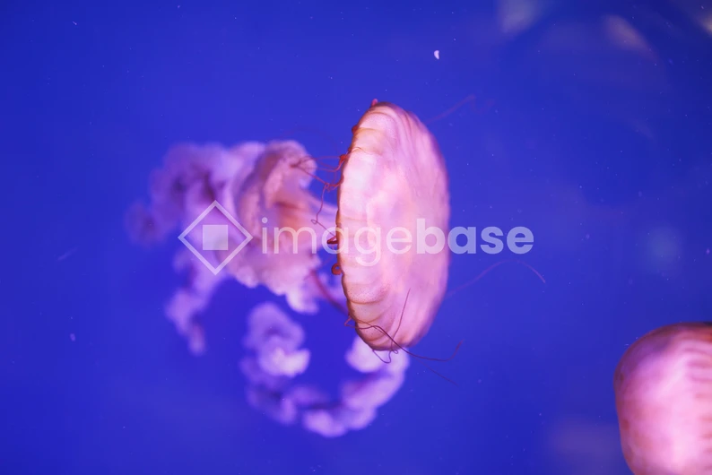 Graceful Jellyfish in Ocean
