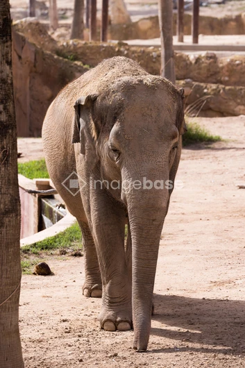 Elephant Stroll