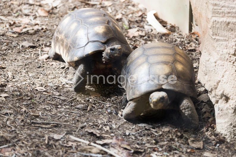 Tortoises in Natural Habitat