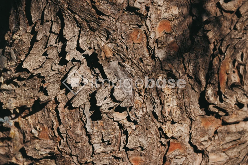 Textured Tree Bark