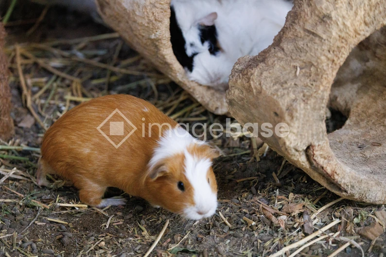 Curious Guinea Pigs