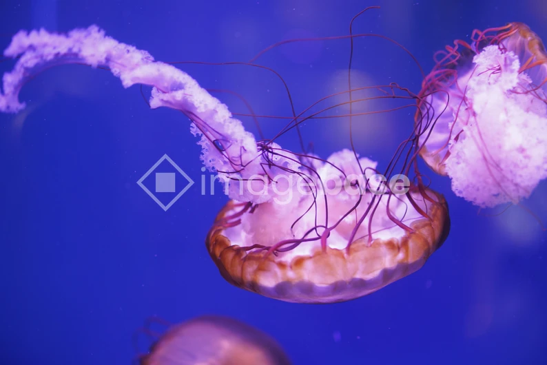 Mesmerizing Jellyfish