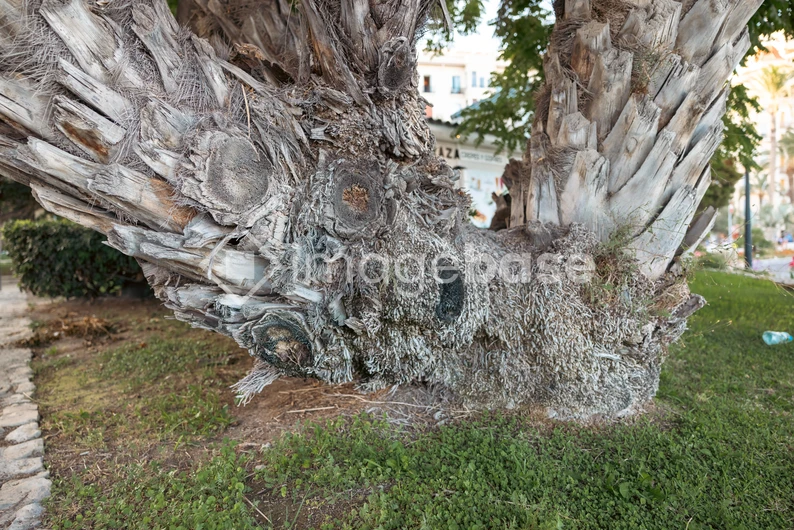 Textured Tree Trunk