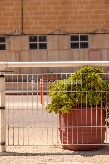 Urban Potted Plant by Fence
