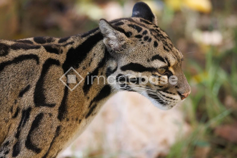 Clouded Leopard in Profile