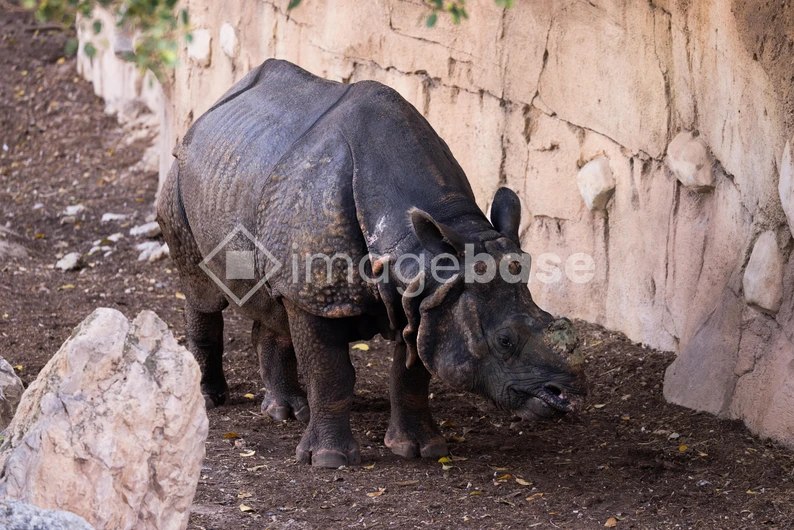 Rhino in Enclosure