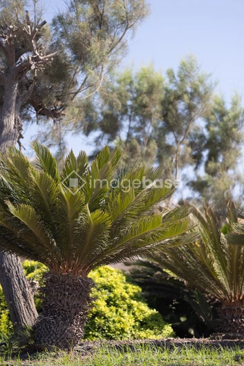 Serene Palm Grove